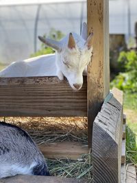 View of a dog on wooden fence