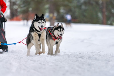 View of a dog standing on snow