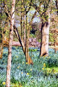 Trees in forest