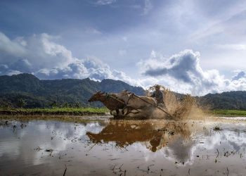 View of a drinking water from a lake