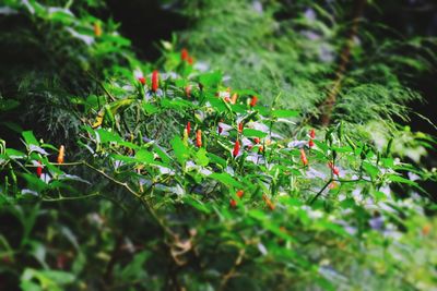 Close-up of plant growing on field