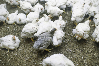 High angle view of white birds