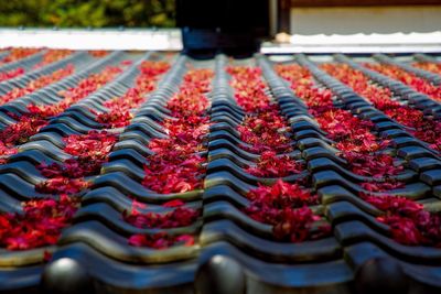 Close-up of flowers on rooftop