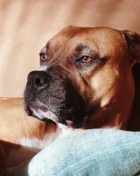 Close-up portrait of dog relaxing at home