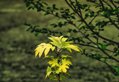 plant