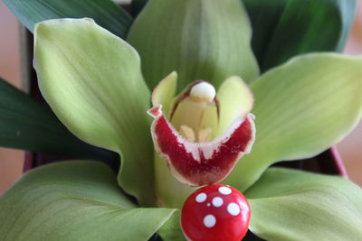 Close-up of red flowering plant