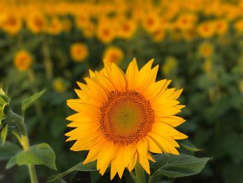 Close-up of fresh sunflower blooming in field