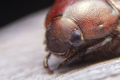 Close-up of insect