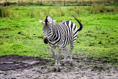 Zebra standing on grassy field