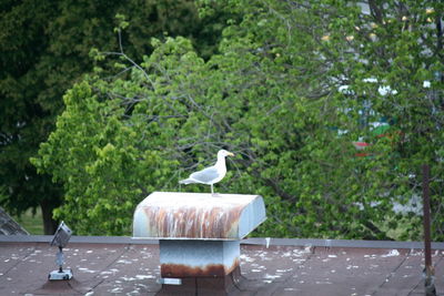 Seagull perching on roof against trees