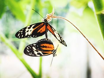 Butterfly on flower