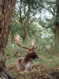 Deer in a forest