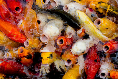 High angle view of fish in sea