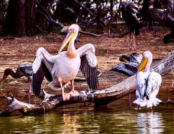 Birds in lake