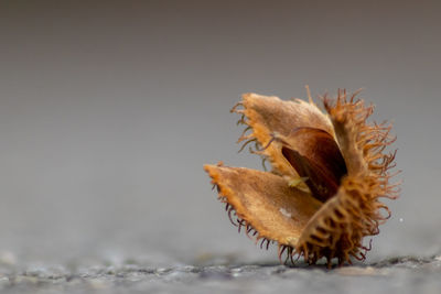 Close-up of dry fruit