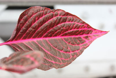 Close-up of leaf against blurred background