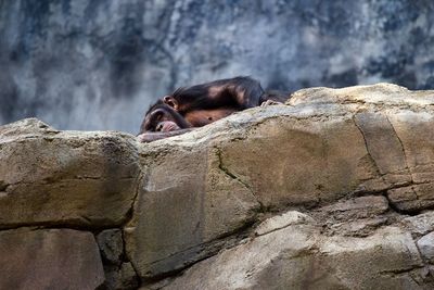 Close-up of monkey sleeping on rock