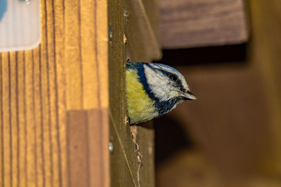 Close-up of bird perching on wood