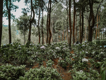 Plants and trees in forest