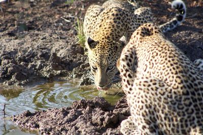 Close-up of a cat drinking water