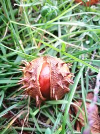 High angle view of fruit on field