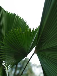 Close-up of palm leaves against clear sky