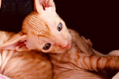 Cornish rex kitten 