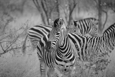 View of a zebra