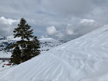 Snow covered pine trees against sky