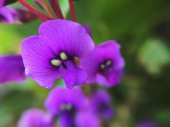 Close-up of pink flowers blooming outdoors