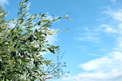 Olive branch with ripe fresh purple olives ready for harvest growing in mediterranean olive grove