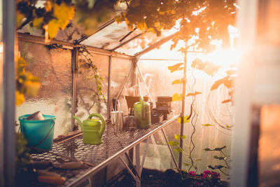 Plants in greenhouse