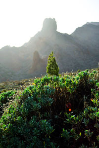 Plants growing on land against mountains