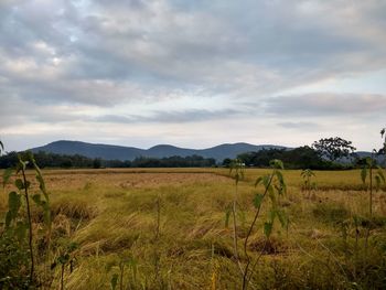 Scenic view of field against sky