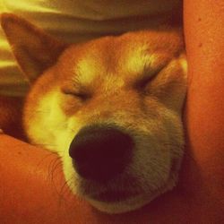 pets
