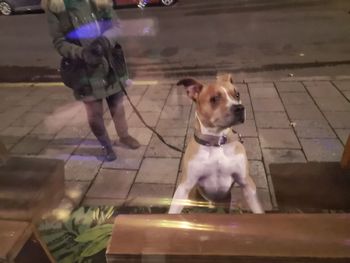 Dog standing on footpath in city