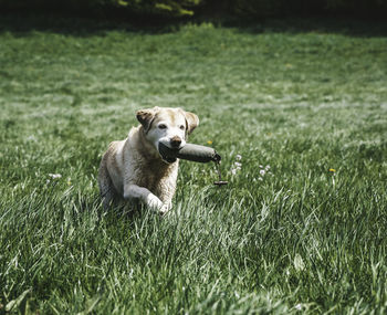 Dog running on grassy field