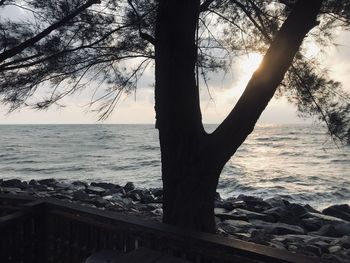 Silhouette tree on beach against sky during sunset