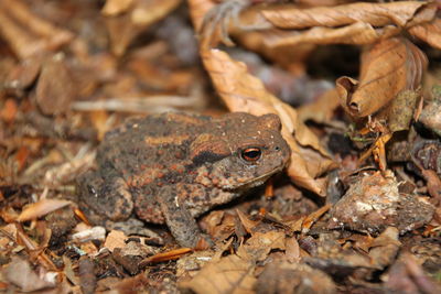 Close-up of toad on land
