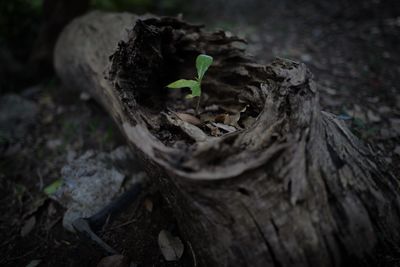 Close-up of tree trunk