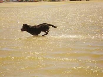 Dog in water