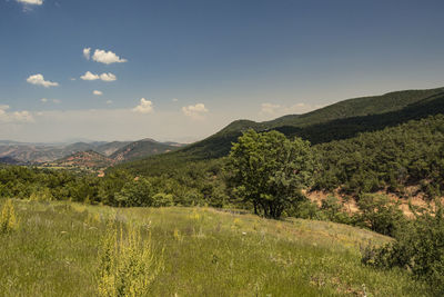 Scenic view of field against sky