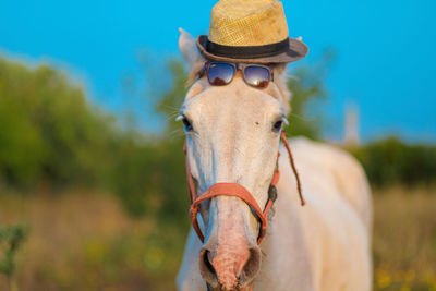 Close-up portrait of a horse