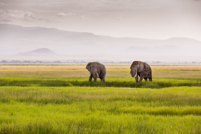 Elephant in a field