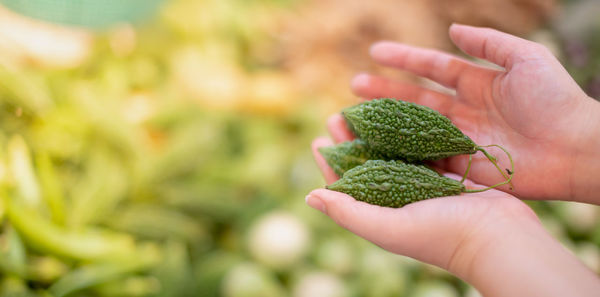 Female hand choosing the fresh bitter gourd for the ingredient of cooking and preparing to sell.