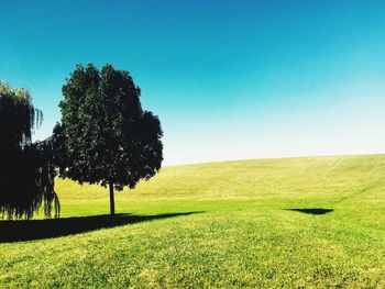 Trees on field against clear blue sky