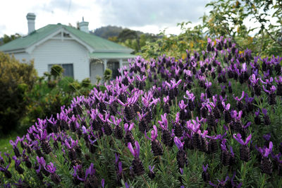 Purple flowering plants on field against buildings