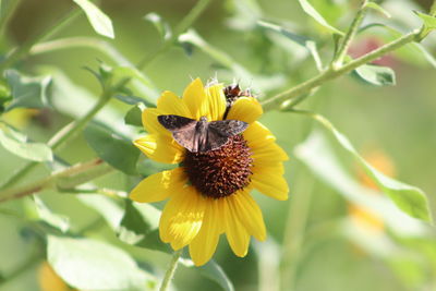 Close-up of insect on yellow flower