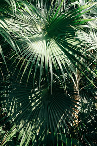 Low angle view of palm tree against sky