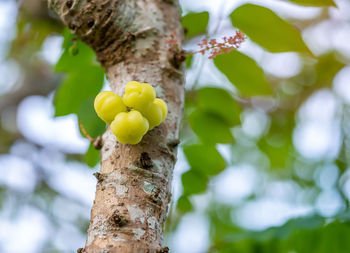 Close-up of plant against tree trunk